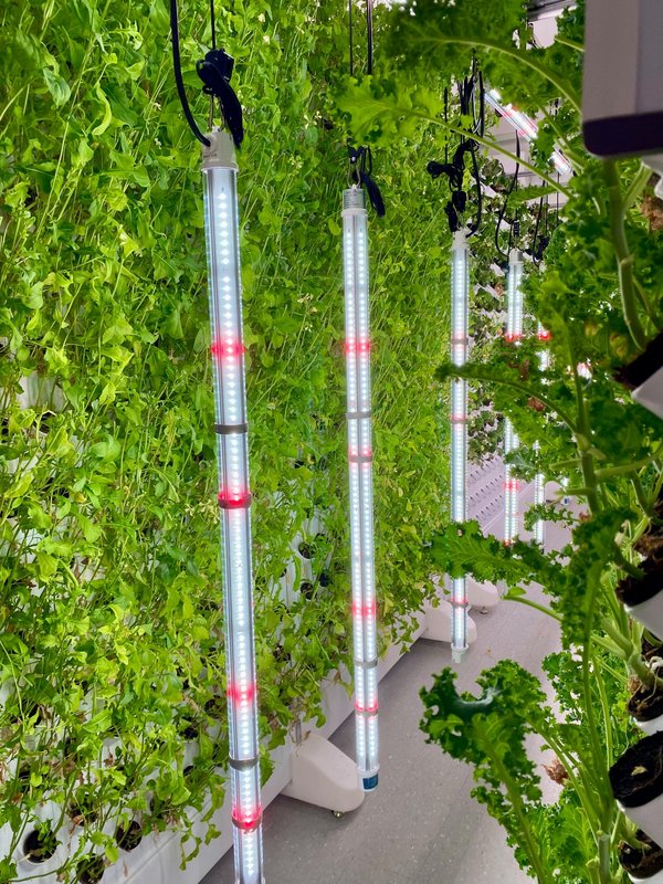 Mesure de la lumière pour les plantes : impact sur la santé des végétaux